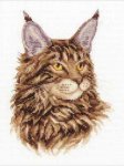 (image for) Maine Coon